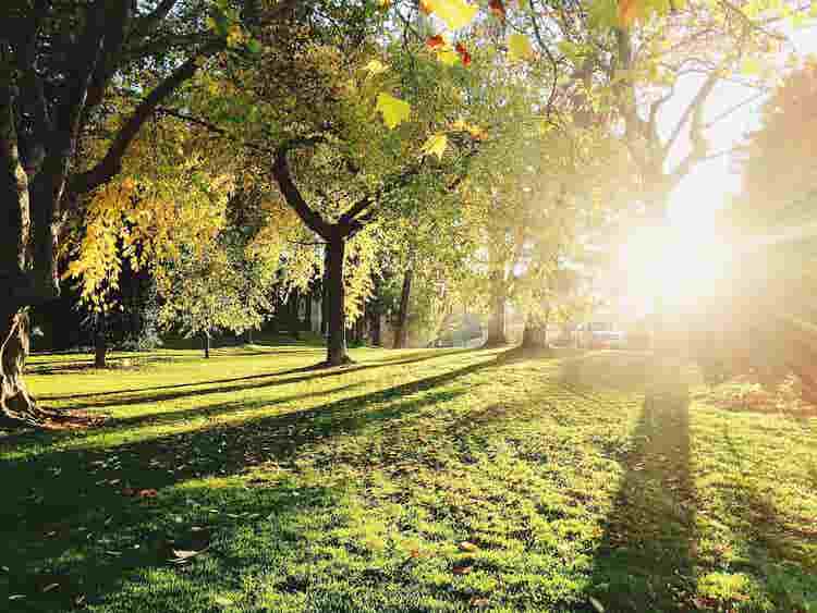 Sun shining through trees