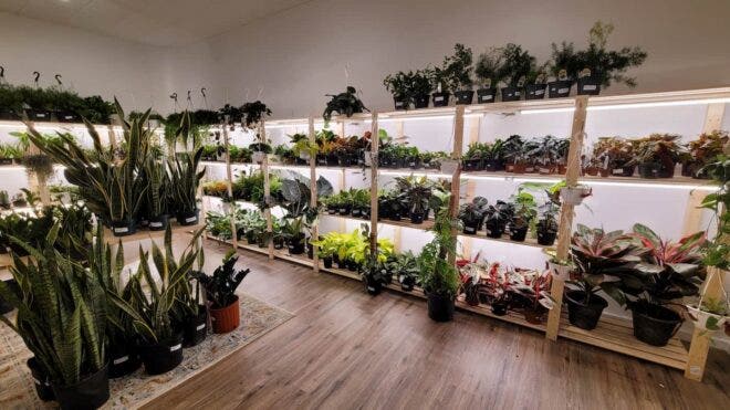Interior of Curious Plantaholic shop
