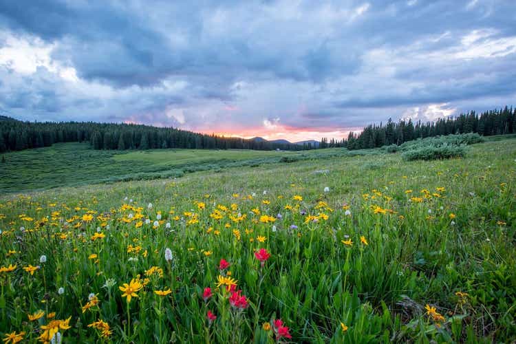 Meadow of flowers