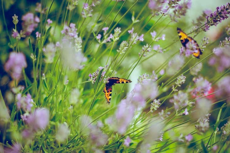 Butterflies on flowers