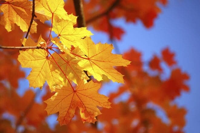autumn maple leaves