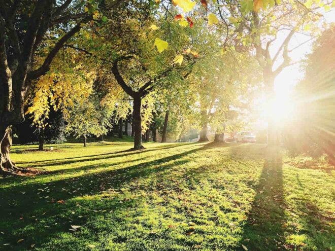 Sun shining through trees