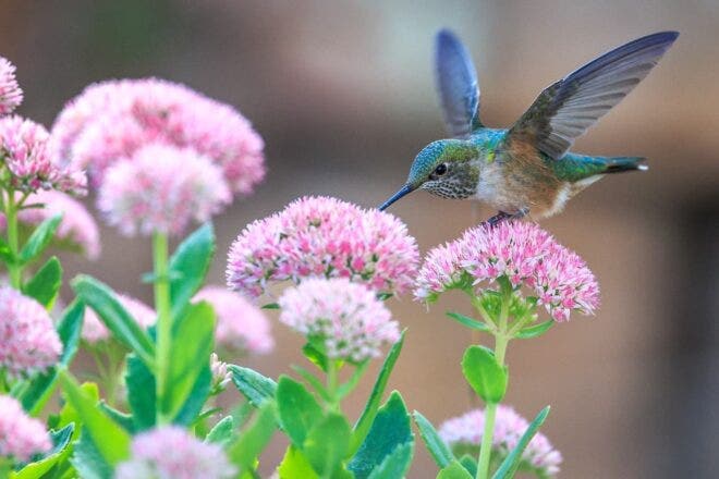 Hummingbird and flowers