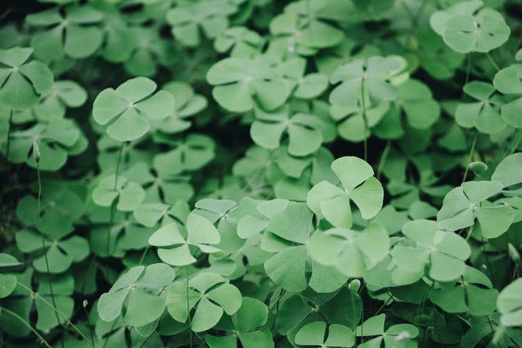 Four leaf clovers