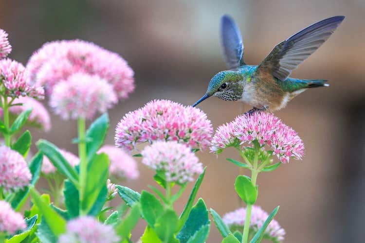 Hummingbird and flowers