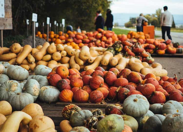 Piles of small pumpkins and gourds