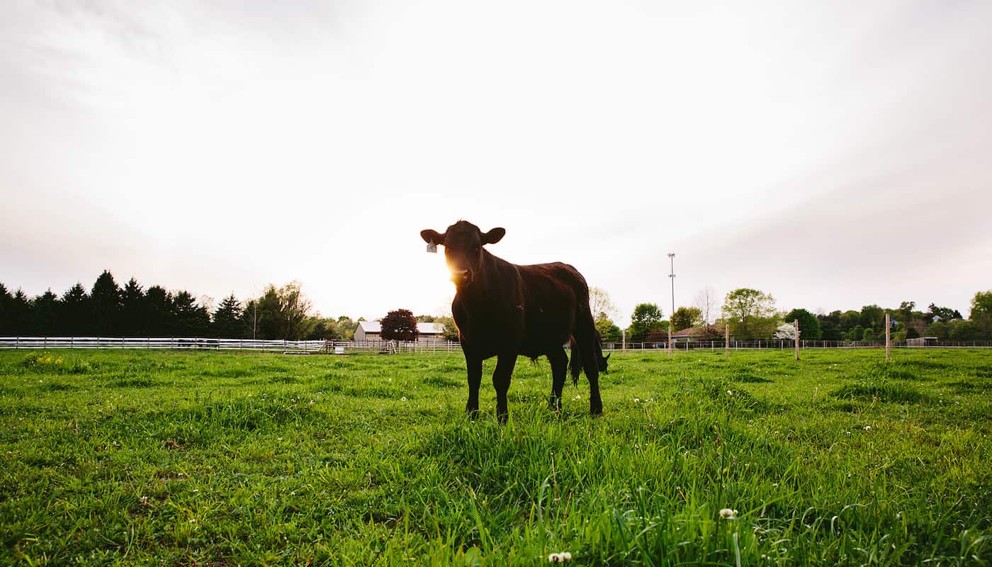 cow at Destiny Farm Cattle