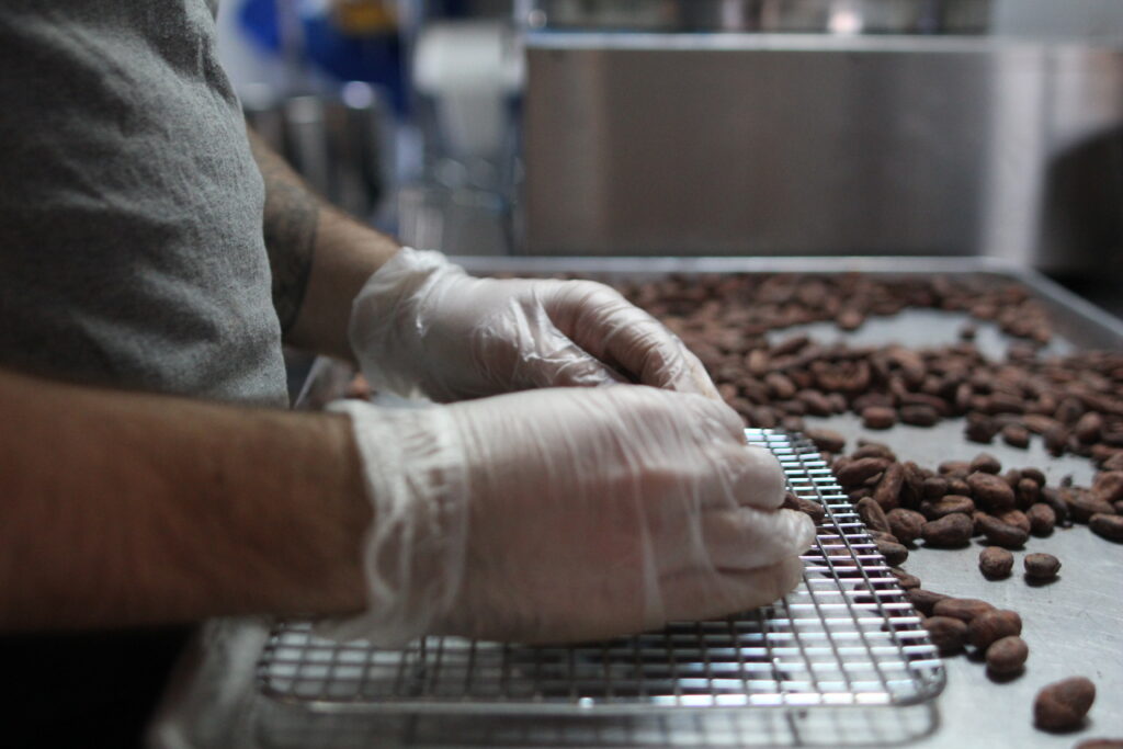 Person separating cocoa beans