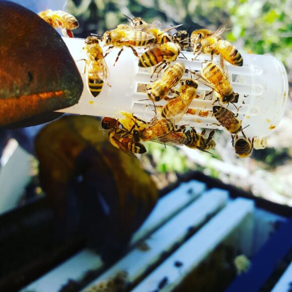 O'Shuns Orchard beekeeping
