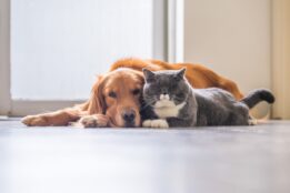 Golden Retriever and gray cat laying together