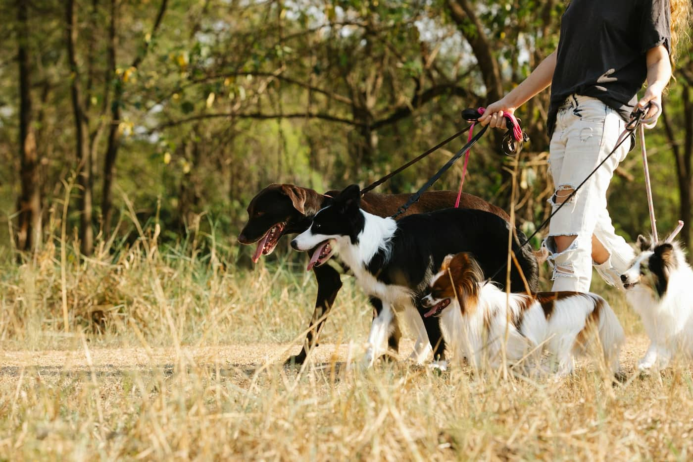 Dog-walker-walking-group-of-dogs-on-leashes-in-a-park